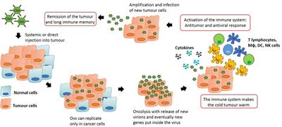 Tumor Suppressing Viruses, Genes, and Drugs: Innovative Cancer Therapy Approaches